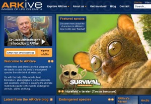 Horsfield’s tarsier on ARKive.org