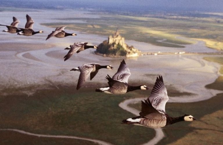 A few of my favorite science and nature documentaries