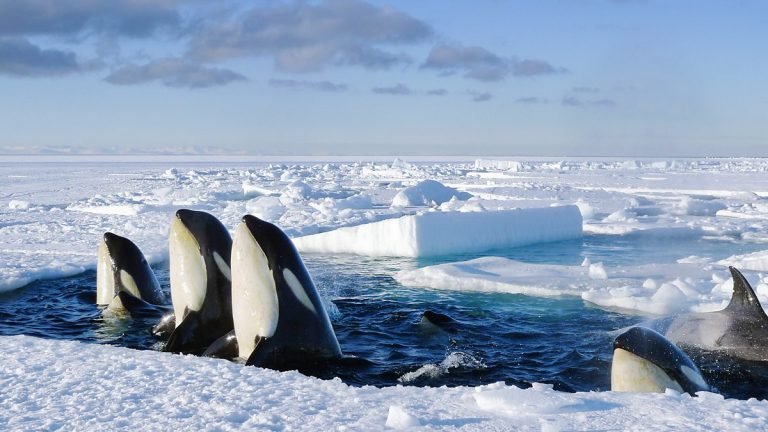 Discovery Channel and unsustainable nature filmmaking