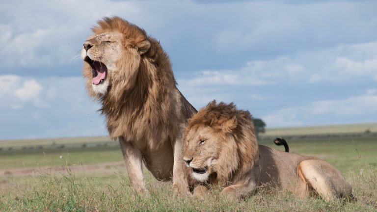 Should broadcasters pay to protect the ‘stars’ of wildlife films?