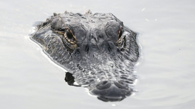 A crocodile’s salt water surprise
