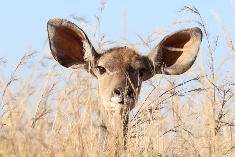 Your Ears Are Stupid: My Top Ten Tips When Writing for the Ear